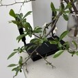 Reliable Wi-Fi for a Large Home with MikroTik Equipment
